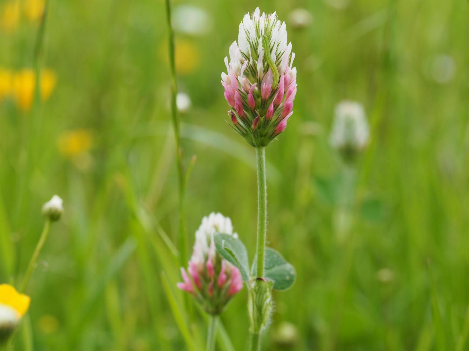 Clover, Long-headed